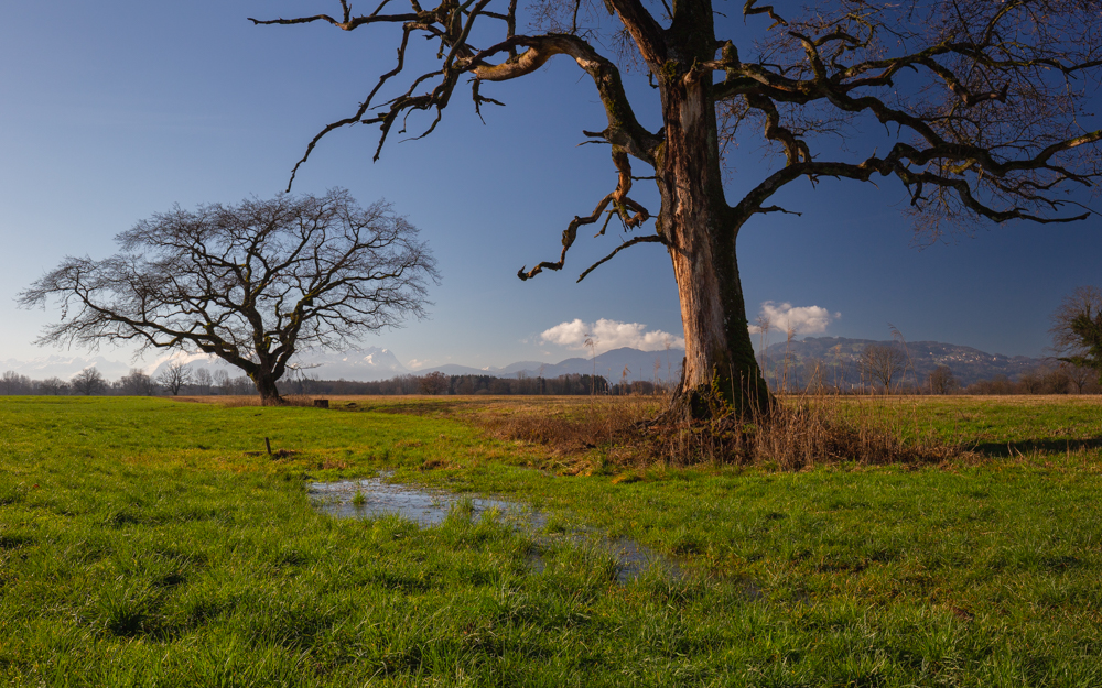 Lauteracherried im Jänner 8